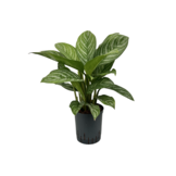 Aglaonema ‘Green Stripe’ - 60 cm