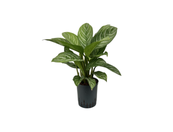 Aglaonema ‘Green Stripe’ – 60 cm