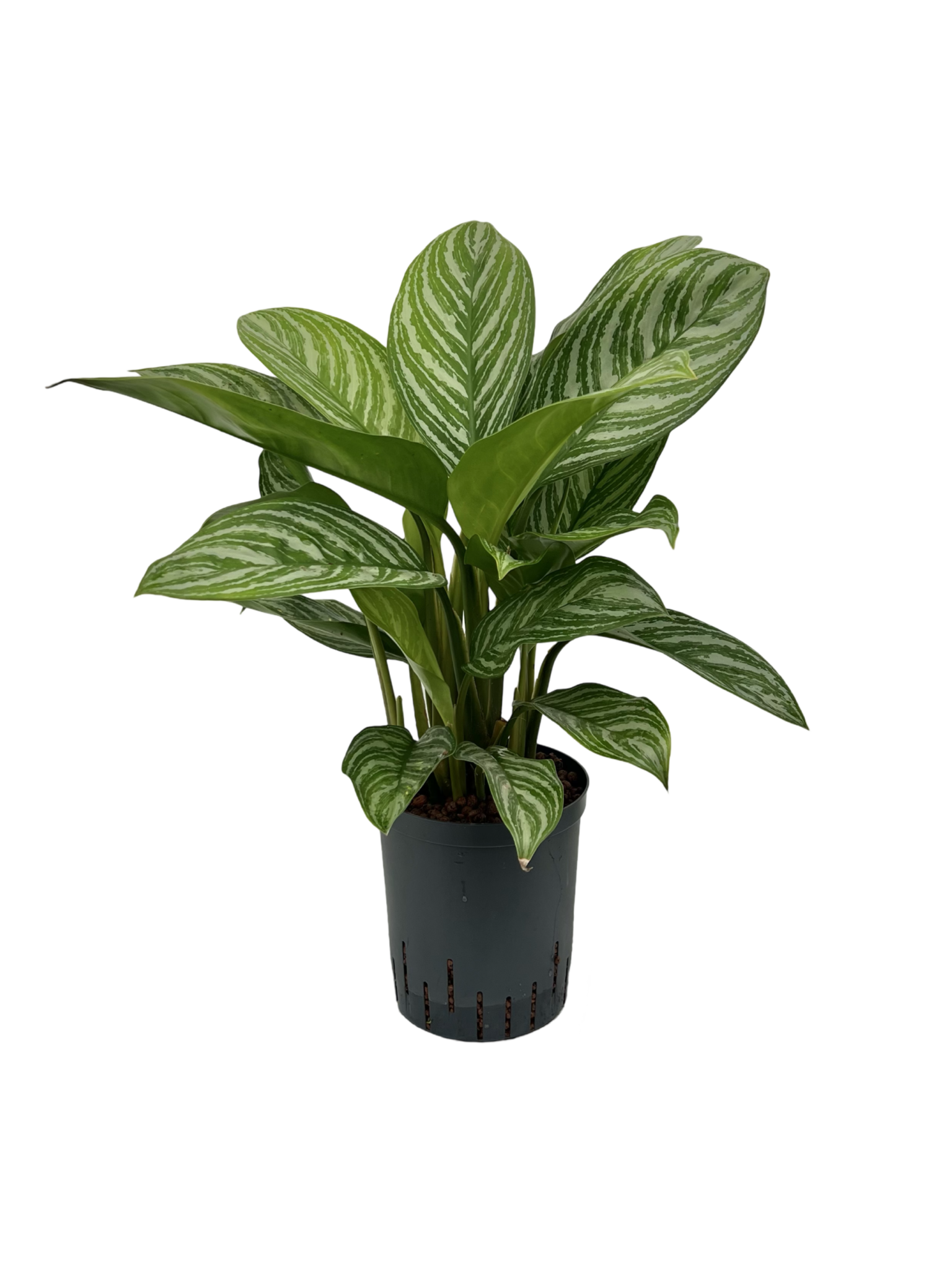 Aglaonema ‘Green Stripe’ - 60 cm