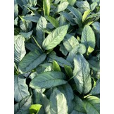 Aglaonema ‘Freedman’ – 60 cm