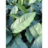 Aglaonema ‘Freedman’ – 60 cm