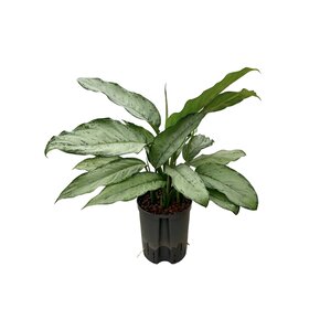 Aglaonema ‘Freedman’ – 60 cm
