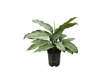Aglaonema ‘Freedman’ – 60 cm