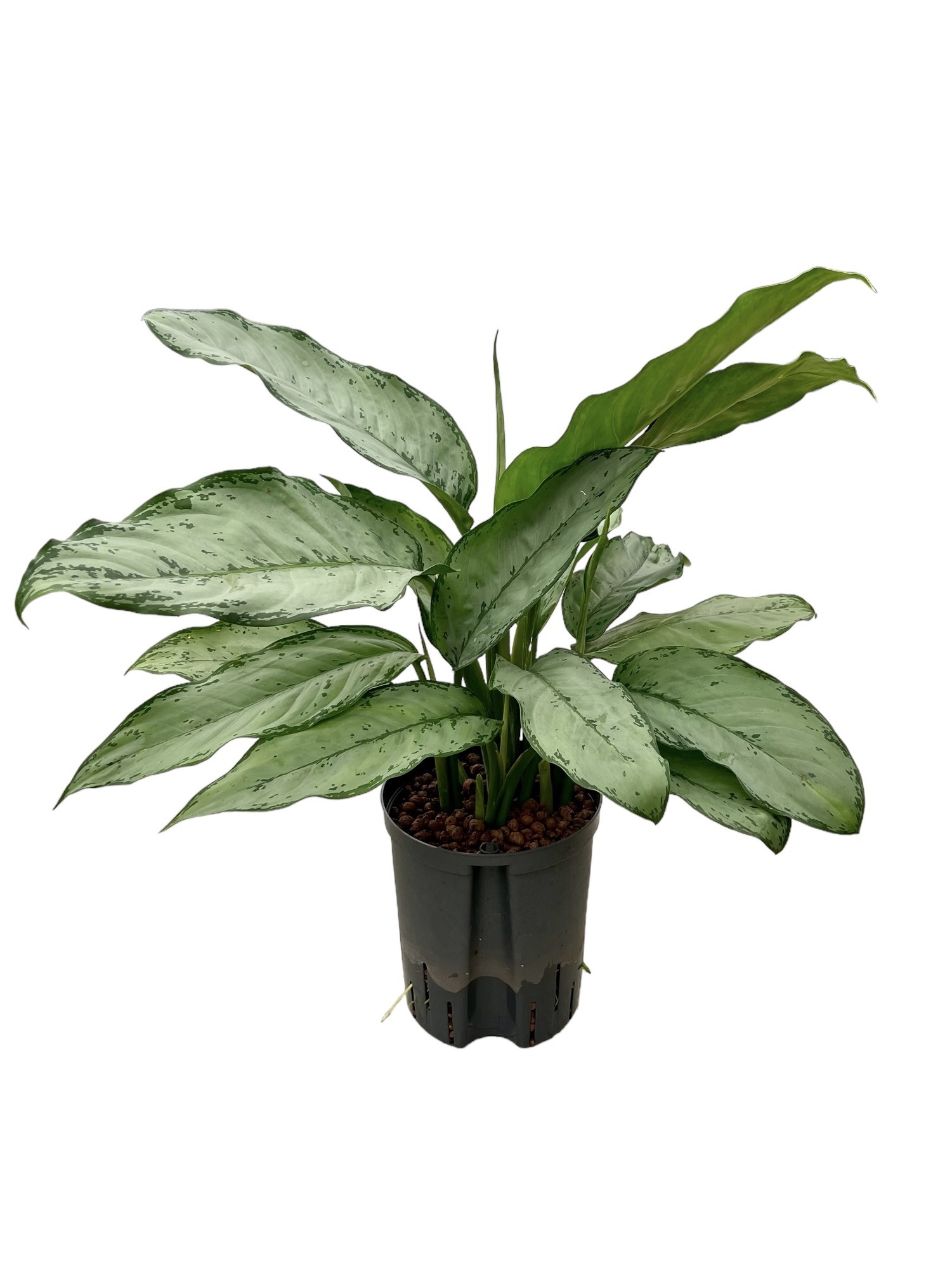 Aglaonema ‘Freedman’ – 60 cm