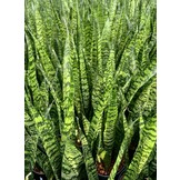 Sansevieria ‘Zeylanica’ – 60 cm