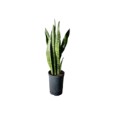 Sansevieria ‘Zeylanica’ – 60 cm