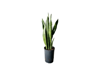 Sansevieria ‘Zeylanica’ – 60 cm