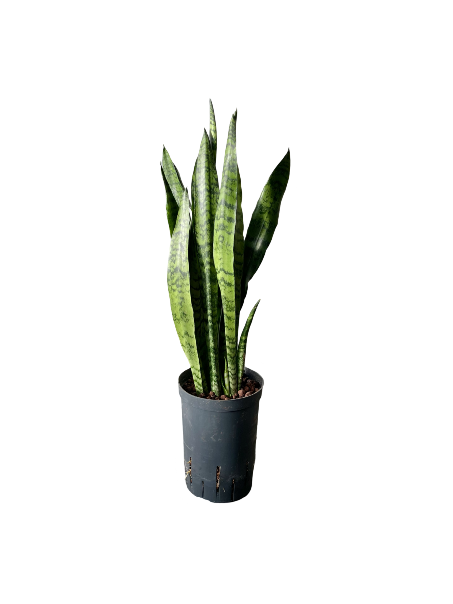 Sansevieria ‘Zeylanica’ – 60 cm