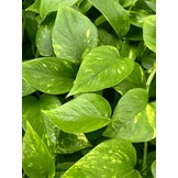 Scindapsus aureum Extra Long – 60 cm