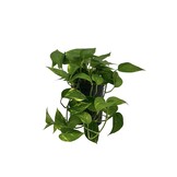 Scindapsus aureum Extra Long – 60 cm