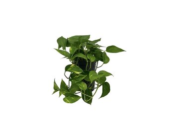 Scindapsus aureum Extra Long – 60 cm
