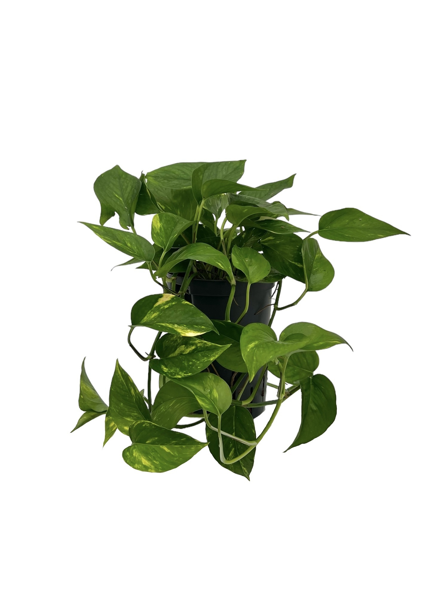 Scindapsus aureum Extra Long – 60 cm