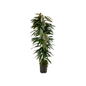 Ficus ‘Amstel King’ – 120 cm