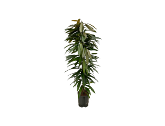 Ficus ‘Amstel King’ – 120 cm