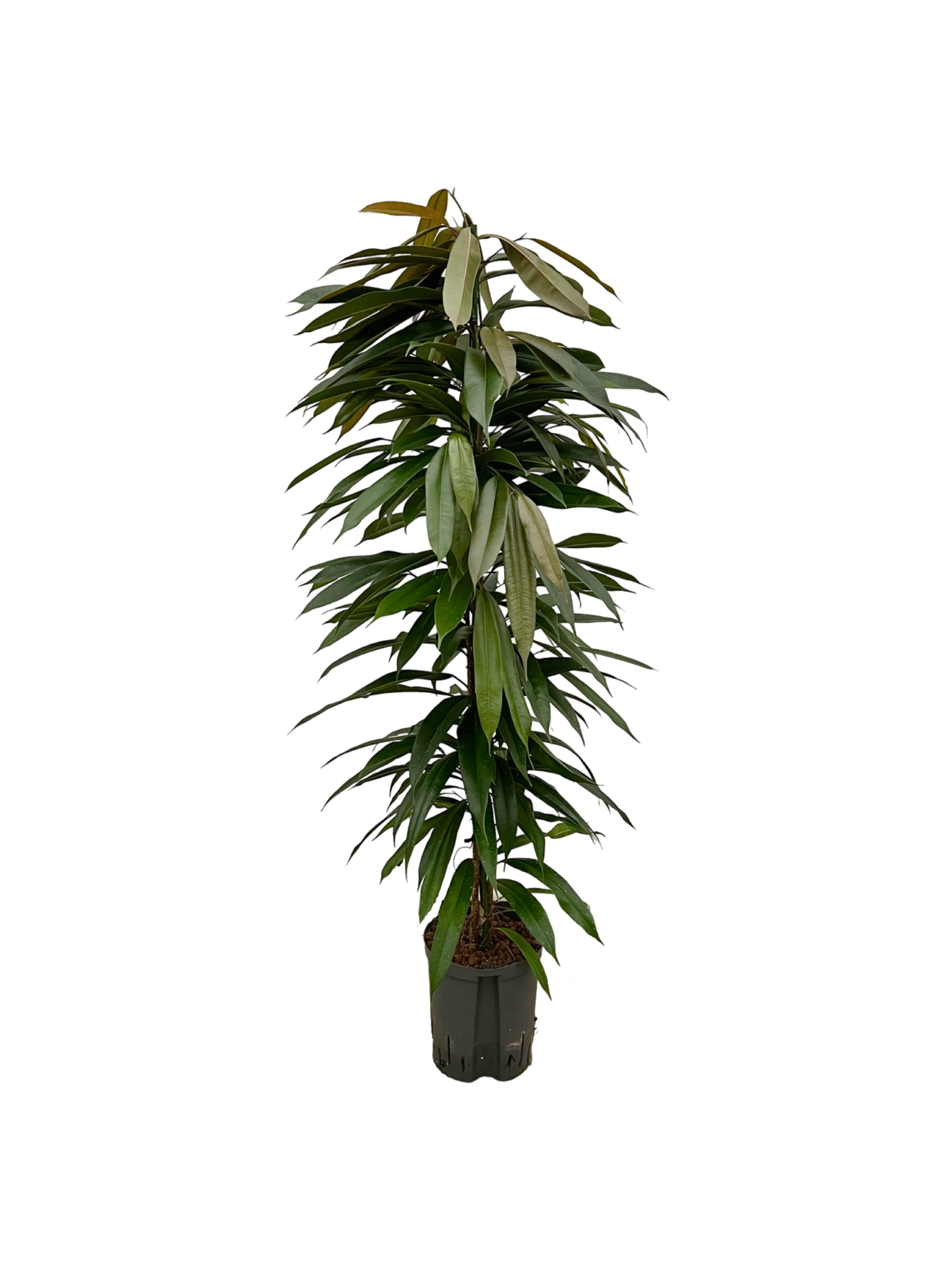 Ficus ‘Amstel King’ – 120 cm