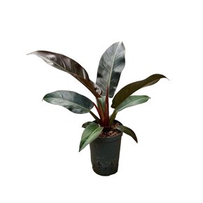 Philodendron ‘Imperial Red’ – 50 cm