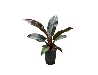 Philodendron ‘Imperial Red’ – 50 cm