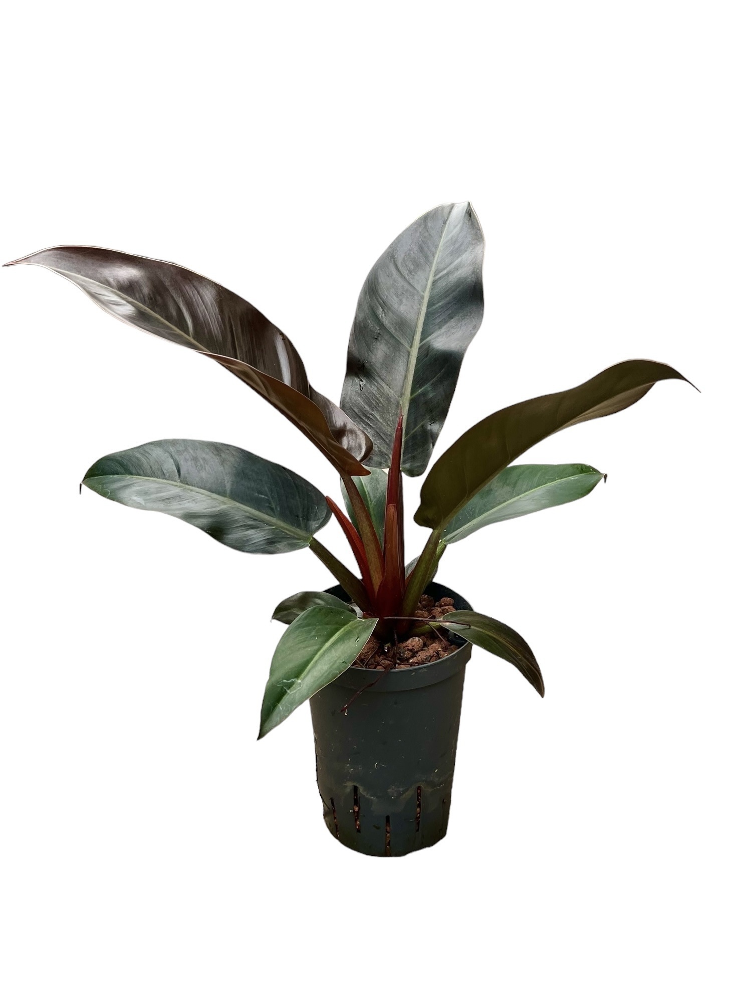 Philodendron ‘Imperial Red’ – 50 cm