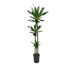 Dracaena ‘Janet Lind’ – 130 cm