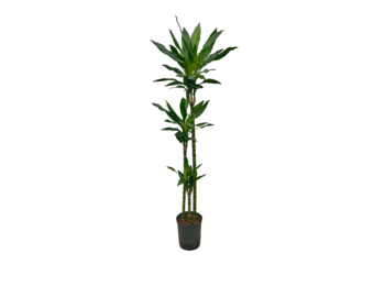 Dracaena ‘Janet Lind’ – 130 cm