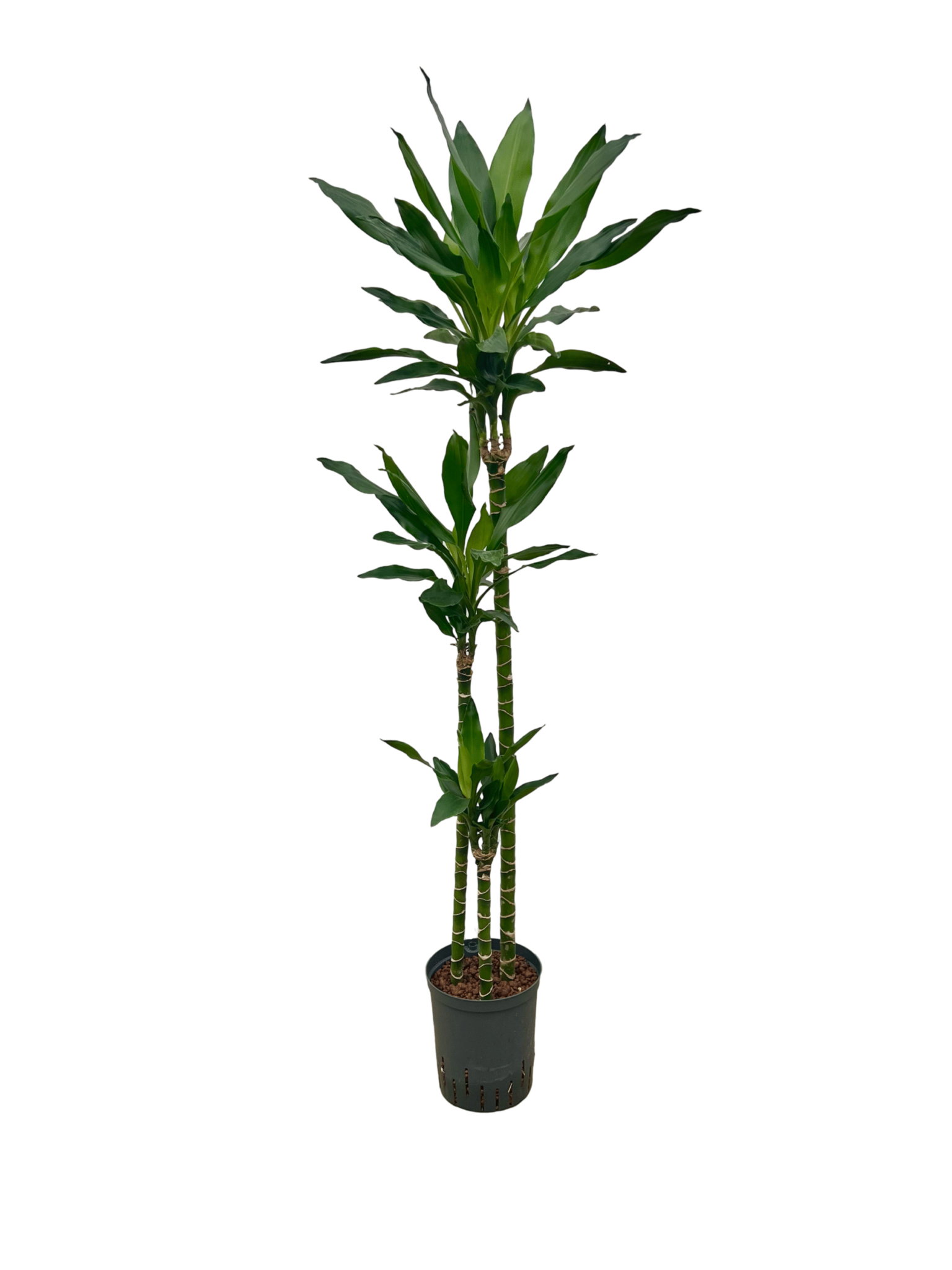 Dracaena ‘Janet Lind’ – 130 cm
