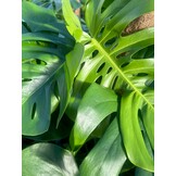 Monstera deliciosa – 120 cm