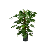 Monstera deliciosa – 120 cm