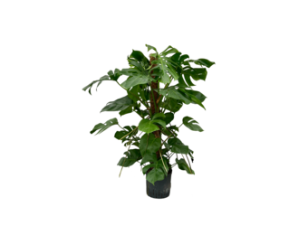 Monstera deliciosa – 120 cm