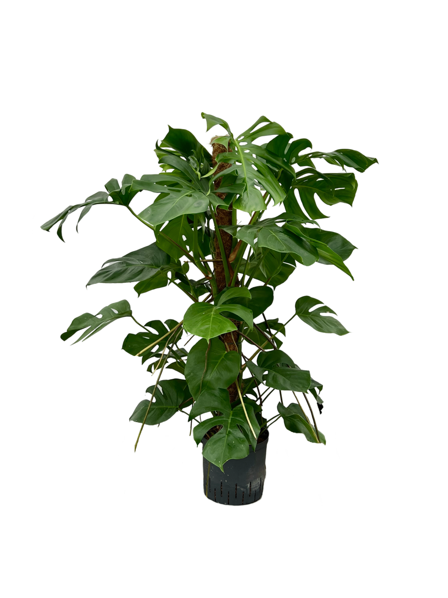 Monstera deliciosa – 120 cm