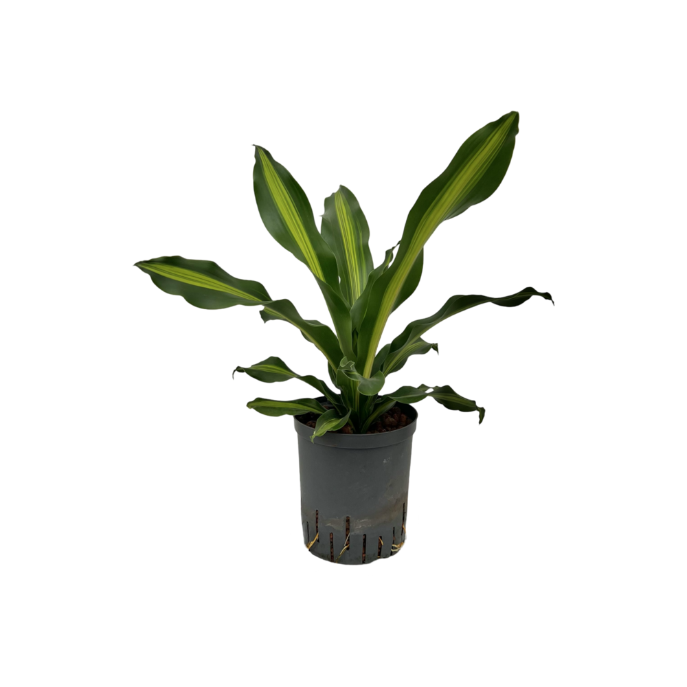 mini dracena Dracaena Marginata Magenta | Mini plant main image 1