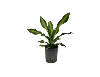 Dracaena fragrans ‘Burley’ – 50 cm