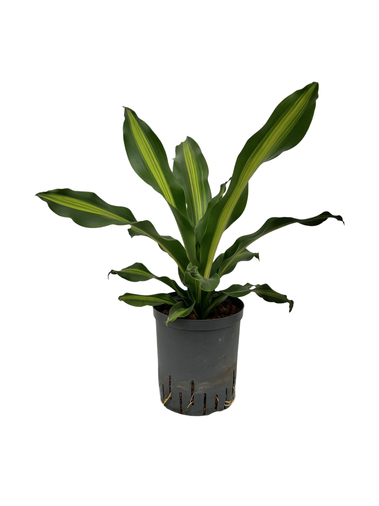 Dracaena fragrans ‘Burley’ – 50 cm