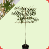 Lei amberboom - Liquidambar styr. 'Worplesdon'