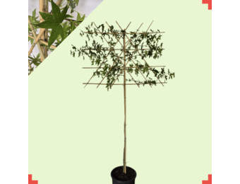 Lei amberboom - Liquidambar styr. 'Worplesdon'