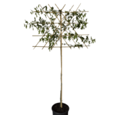 Lei amberboom - Liquidambar styr. 'Worplesdon'