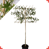 Lei amberboom - Liquidambar styr. 'Worplesdon'