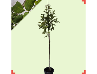 Walnootboom - Juglans regia