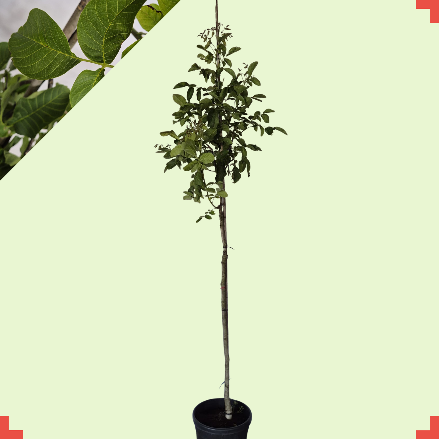 Walnootboom - Juglans regia