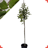 Walnootboom - Juglans regia