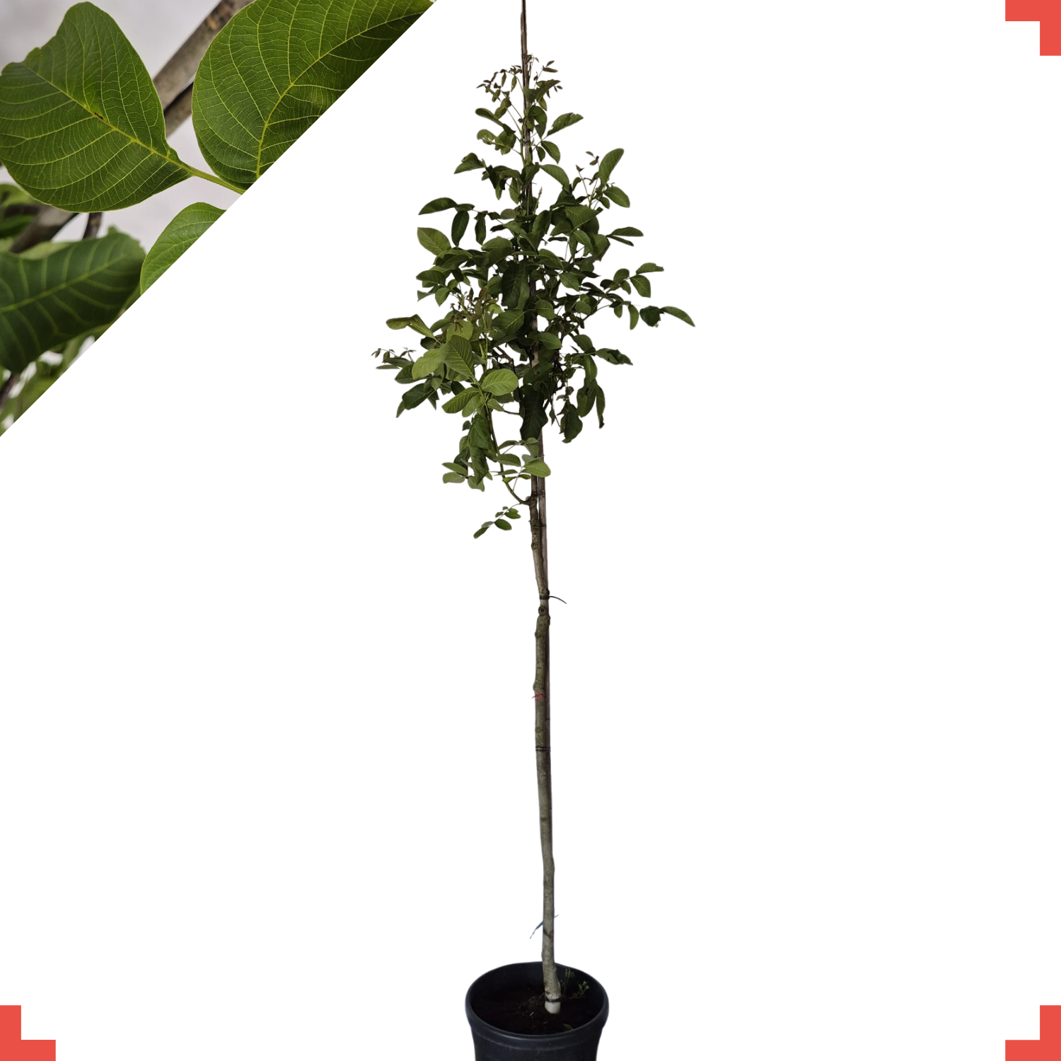 Walnootboom - Juglans regia