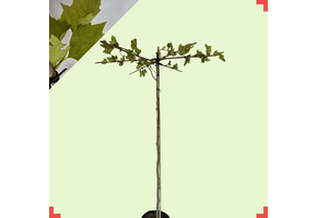 Dakplataan - Platanus hispanica