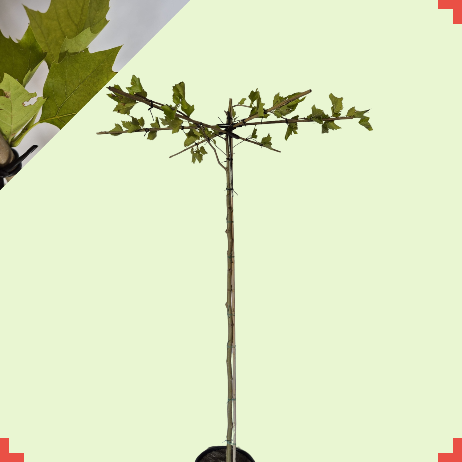 Dakplataan - Platanus hispanica