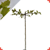 Dakplataan - Platanus hispanica