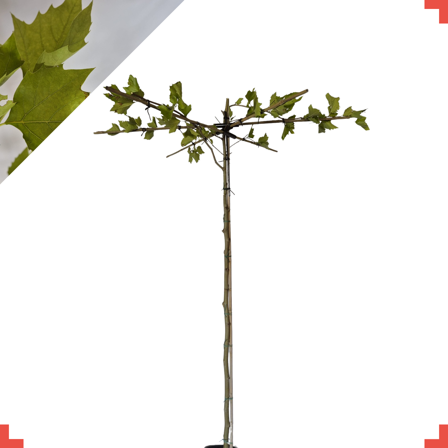 Dakplataan - Platanus hispanica