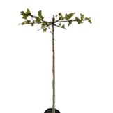 Dakplataan - Platanus hispanica