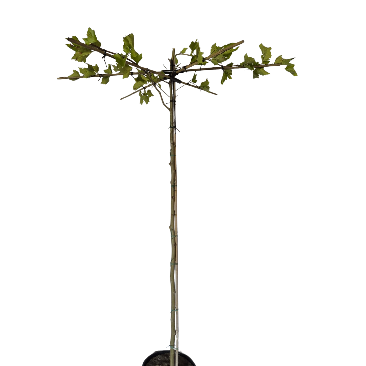 Dakplataan - Platanus hispanica