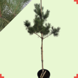 Grove den - Pinus sylvestris