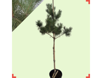 Grove den - Pinus sylvestris