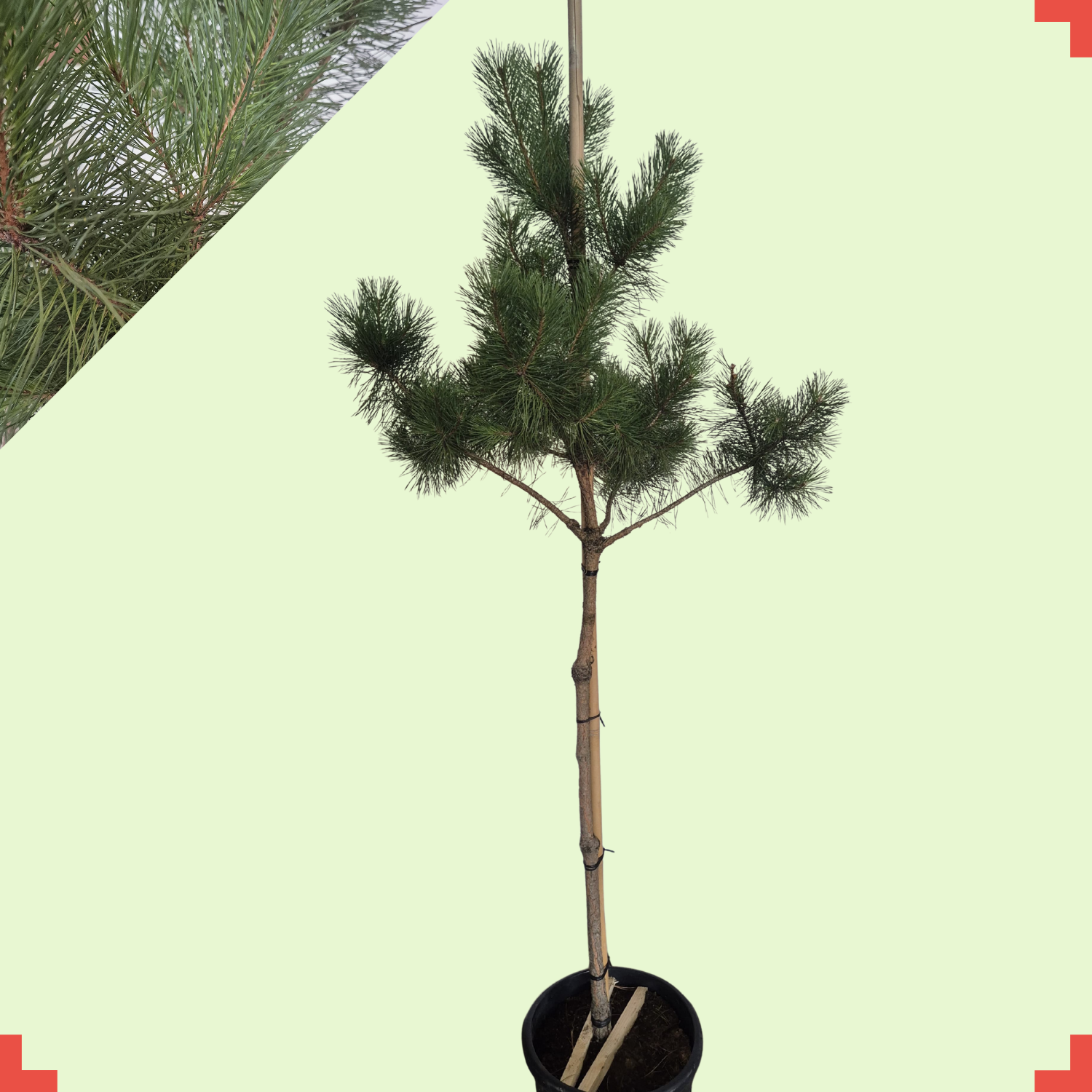 Grove den - Pinus sylvestris