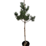 Grove den - Pinus sylvestris